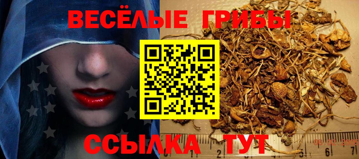 Псилоцибиновые грибы Psilocybe Ангарск